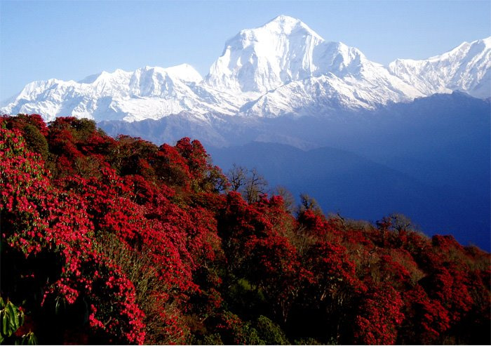 Ghorepani Poon Hill Trek