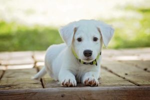 puppy dog