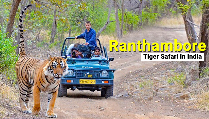 Ranthambore Tiger Safari in India