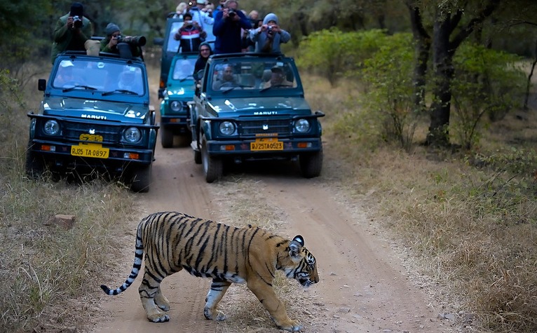 Safari Rides