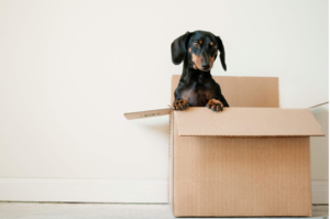 pet-friendly apartments