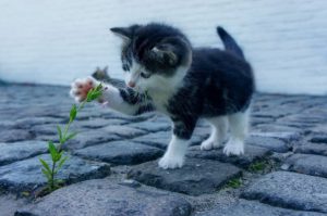 Potential Cat Owner