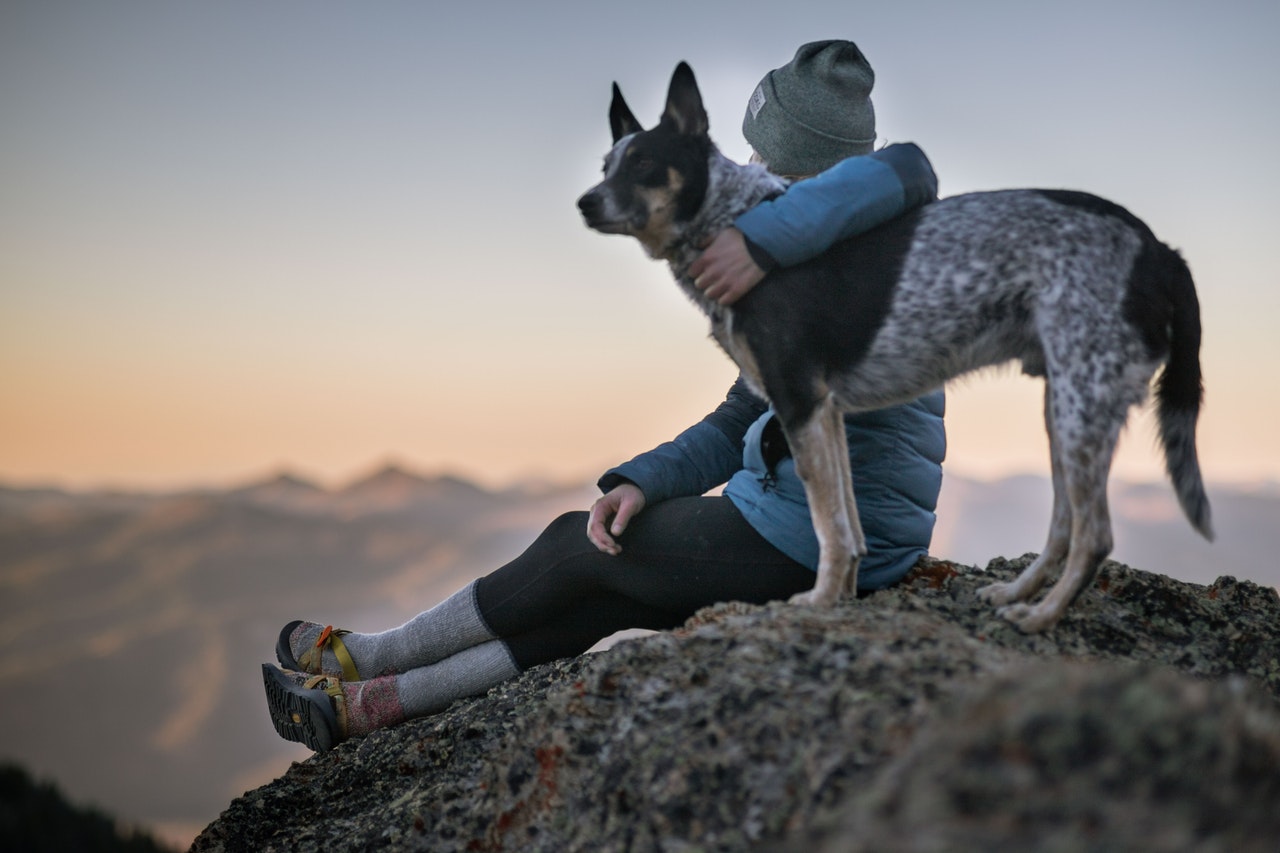 Traveling With Your Dog Easier