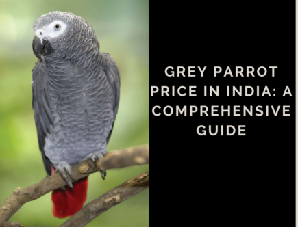 Grey Parrot Price in India: A Comprehensive Guide